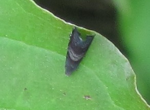 Micro da ID - Grapholita sp - Tortricidae